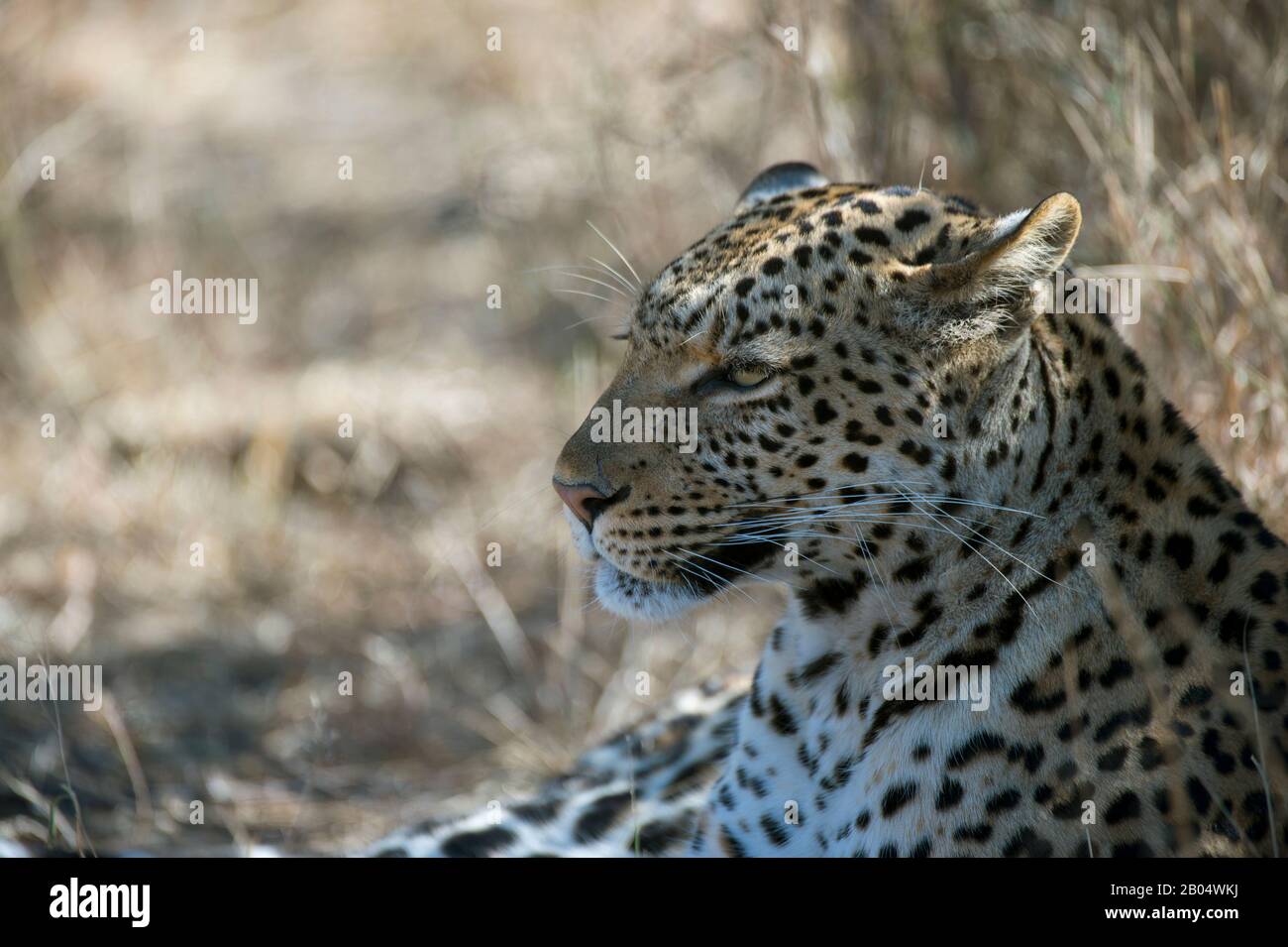 A leopard (Panthera pardus) is resting in the shade of a bush at the Linyanti Reserve near the Savuti Channel in northern part of Botswana. Stock Photo