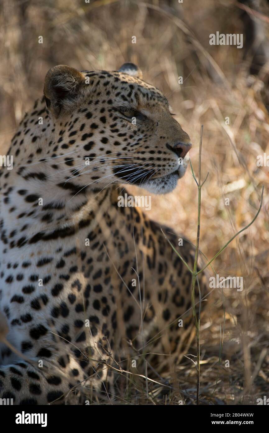 A leopard (Panthera pardus) is resting in the shade of a bush at the Linyanti Reserve near the Savuti Channel in northern part of Botswana. Stock Photo