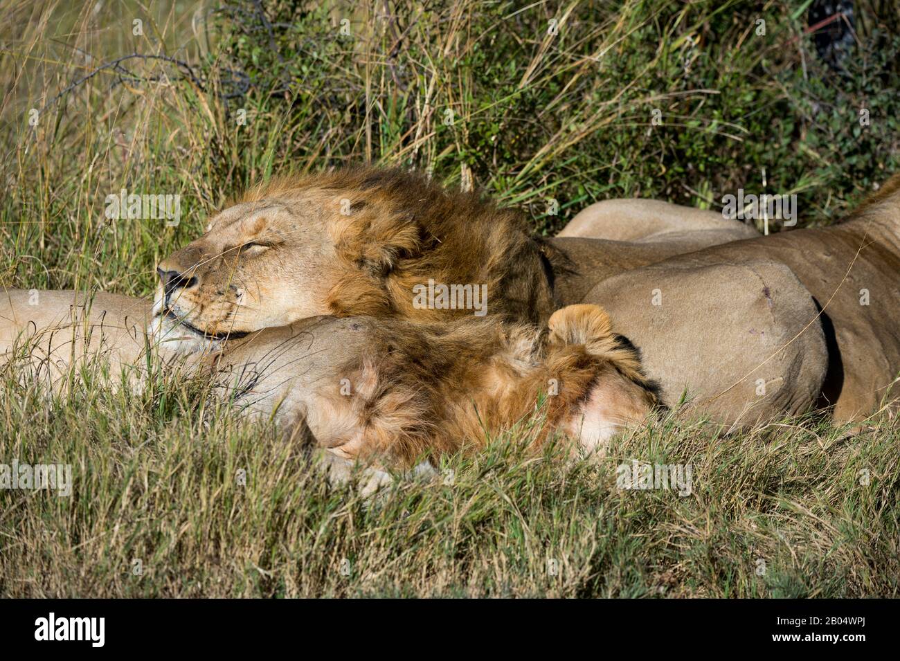 Male lions sleeping after a meal at the Linyanti Reserve near the Savuti Channel in northern part of Botswana. Stock Photo