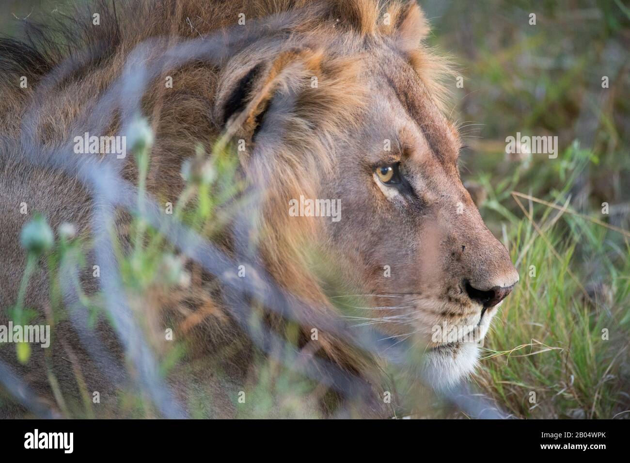 Close-up of male lion at the Linyanti Reserve near the Savuti Channel in northern part of Botswana. Stock Photo