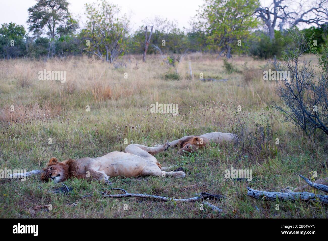 Male lions sleeping after a meal at the Linyanti Reserve near the Savuti Channel in northern part of Botswana. Stock Photo