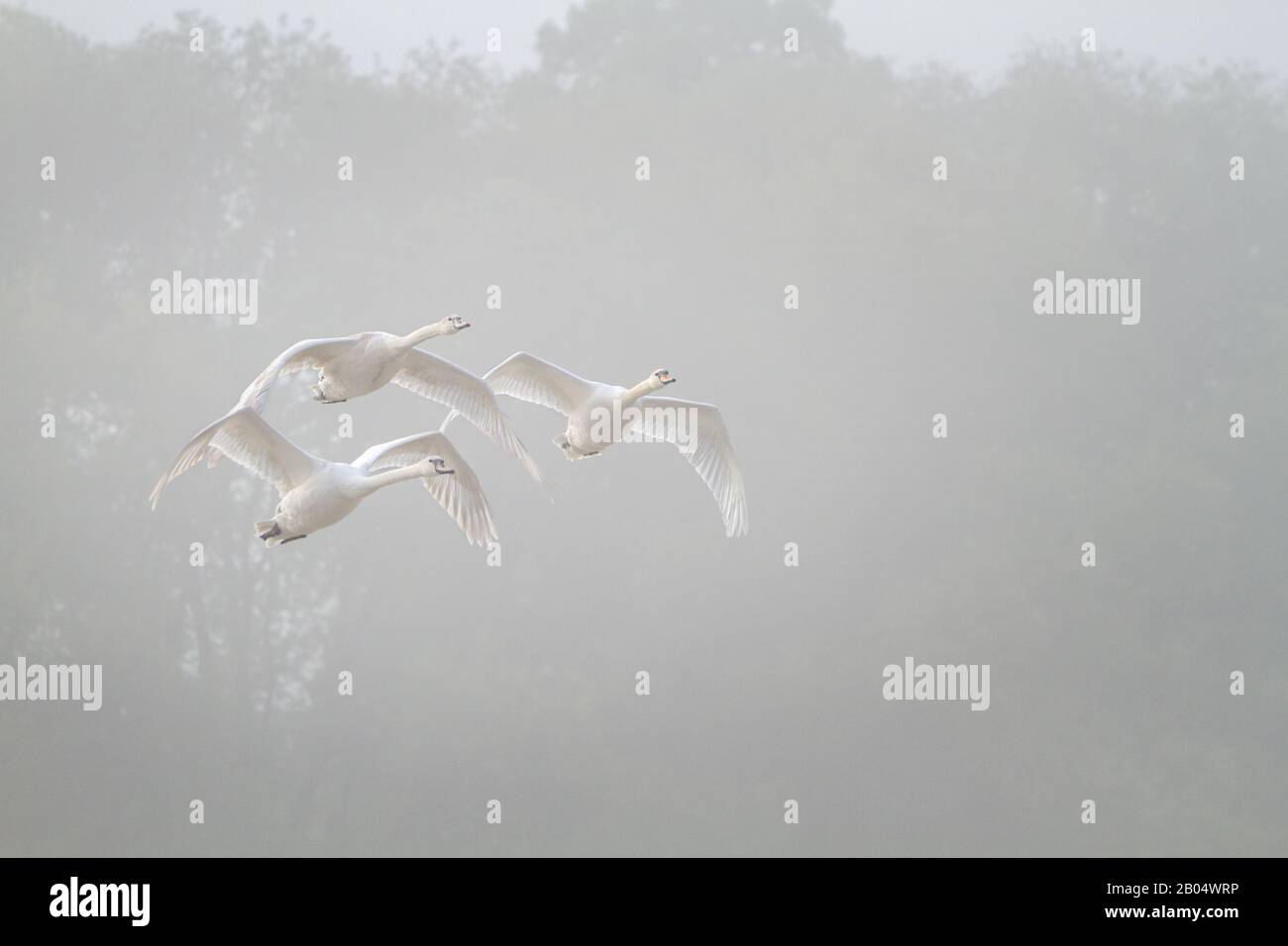 Swans flying trough the morning fog Stock Photo