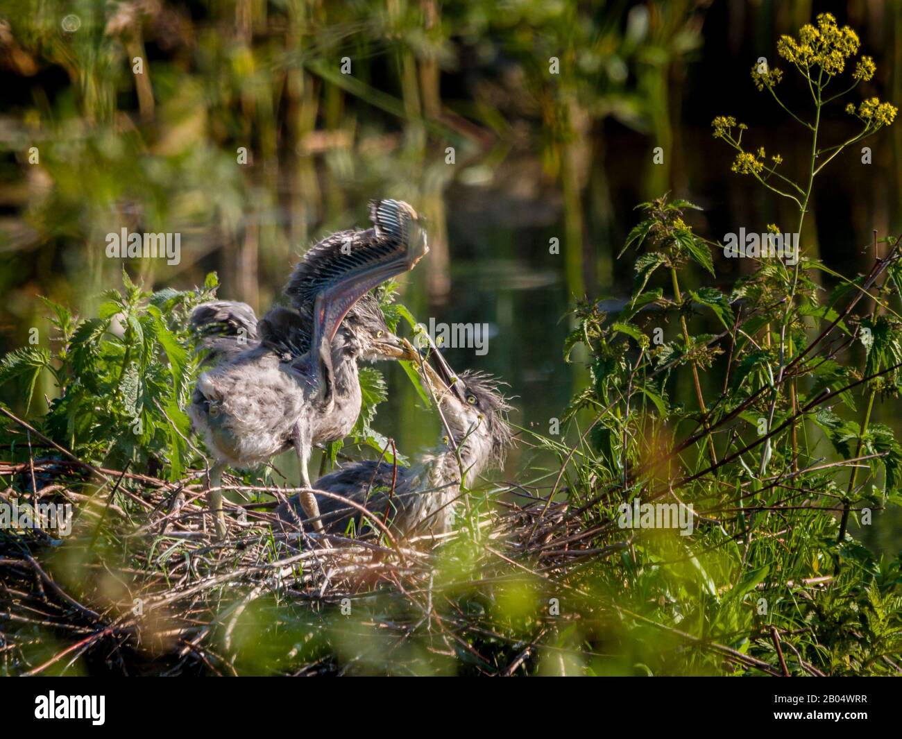 Great blue heron chicks on their nest Stock Photo