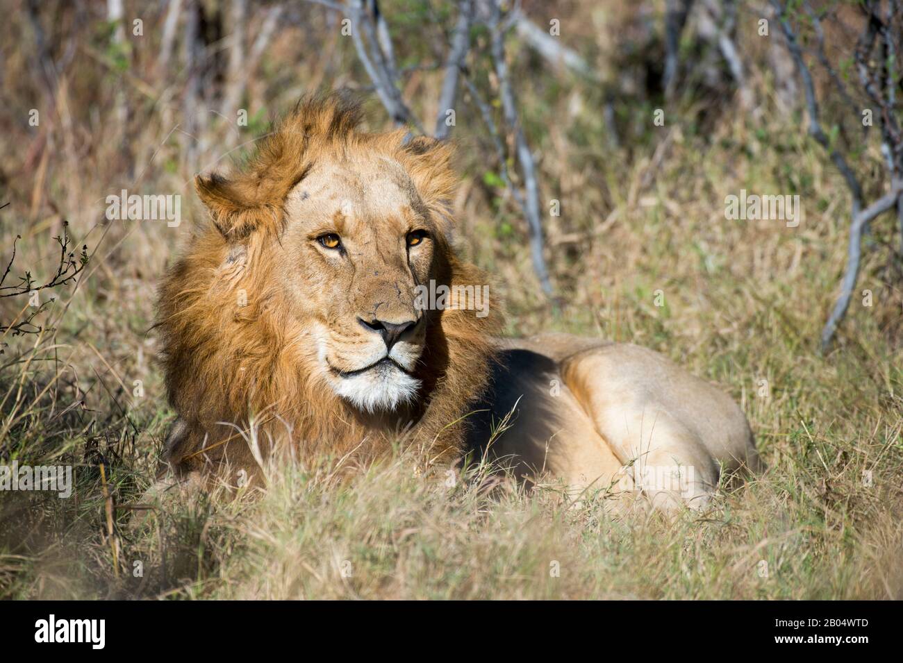 A male lion laying in the grass at the Linyanti Reserve near the Savuti Channel in northern part of Botswana. Stock Photo