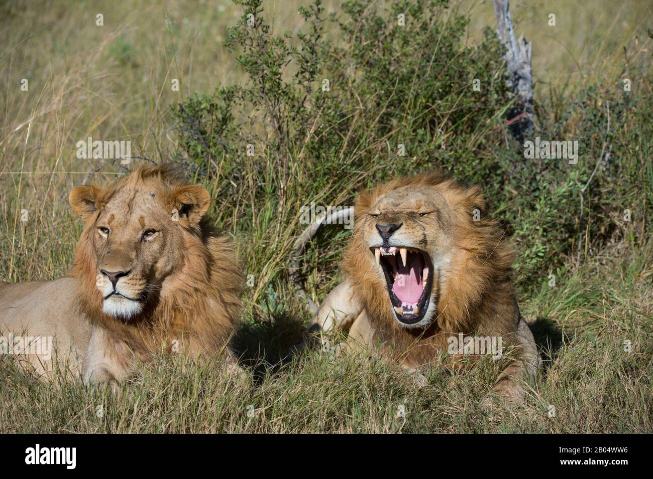 Yawning male lions (Panthera leo) laying in the grass at the Linyanti Reserve near the Savuti Channel in northern part of Botswana. Stock Photo