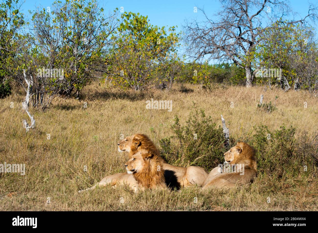 Male lions (Panthera leo) laying in the grass at the Linyanti Reserve near the Savuti Channel in northern part of Botswana. Stock Photo