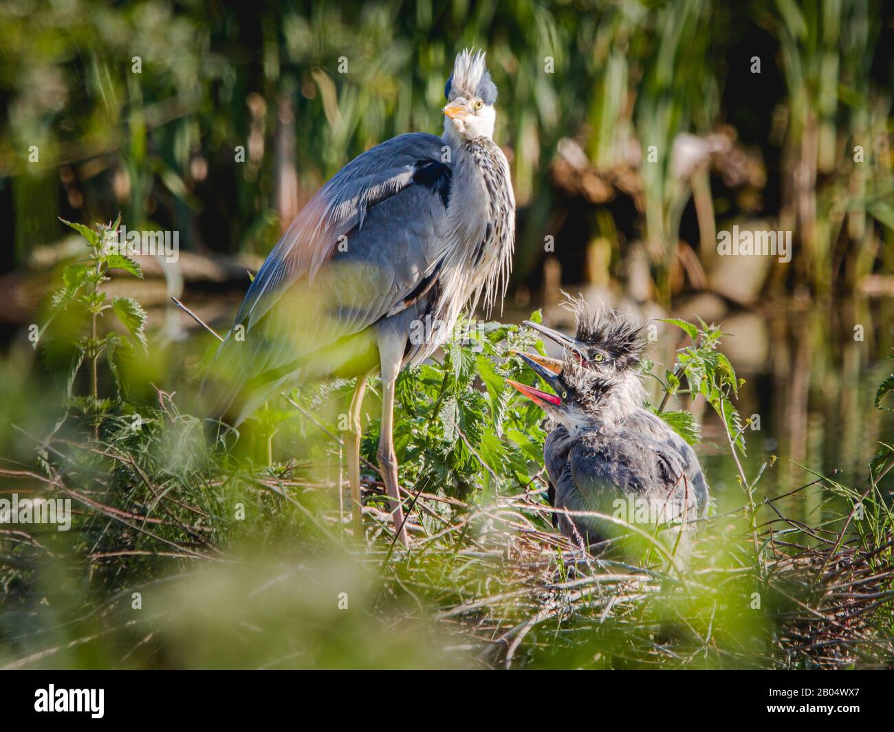 Great blue heron educates their chicks Stock Photo