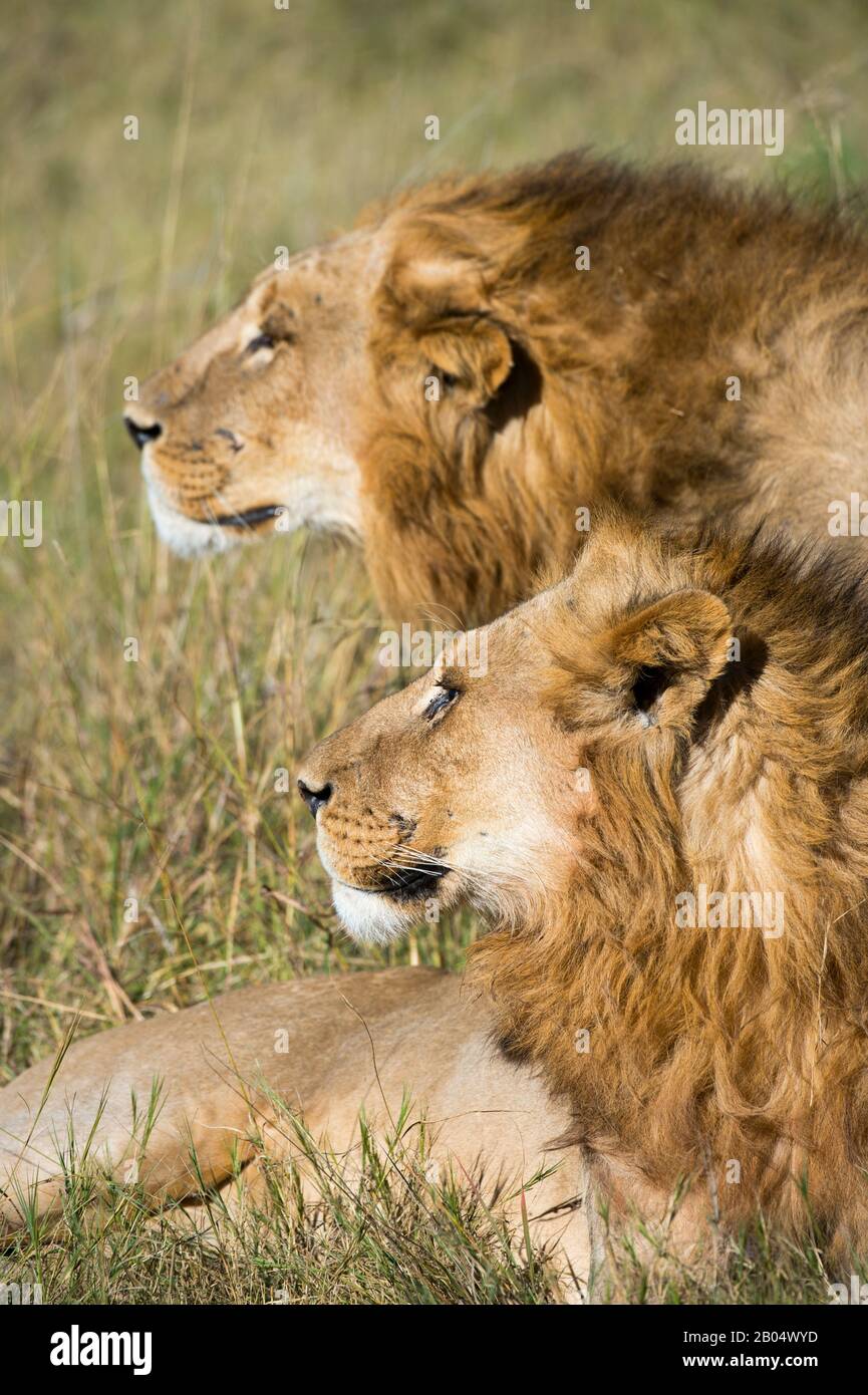 Two brother male lions (Panthera leo) looking for prey at the Linyanti Reserve near the Savuti Channel in northern part of Botswana. Stock Photo