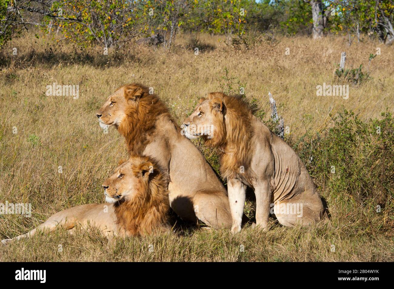 Three brother male lions (Panthera leo) looking for prey at the Linyanti Reserve near the Savuti Channel in northern part of Botswana. Stock Photo