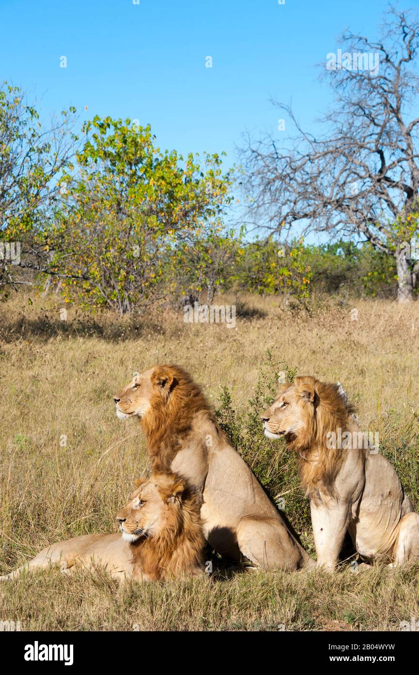 Three brother male lions (Panthera leo) looking for prey at the Linyanti Reserve near the Savuti Channel in northern part of Botswana. Stock Photo