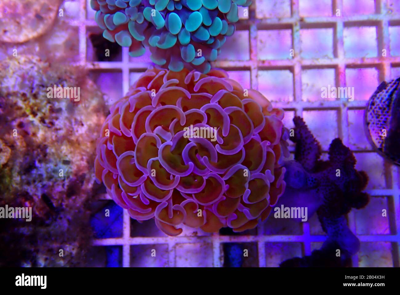 Euphyllia ancora sp. - Euphyllia hammer LPS coral Stock Photo