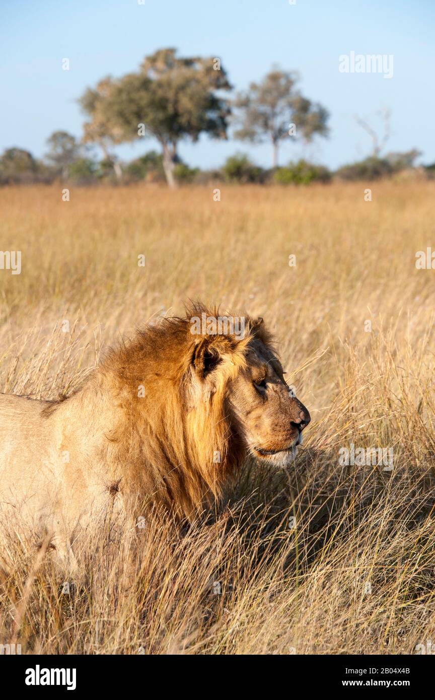 Male lion (Panthera leo) stalking through grass at the Linyanti Reserve near the Savuti Channel in northern part of Botswana. Stock Photo