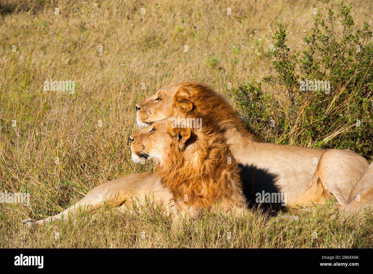 Two brother male lions (Panthera leo) looking for prey at the Linyanti Reserve near the Savuti Channel in northern part of Botswana. Stock Photo
