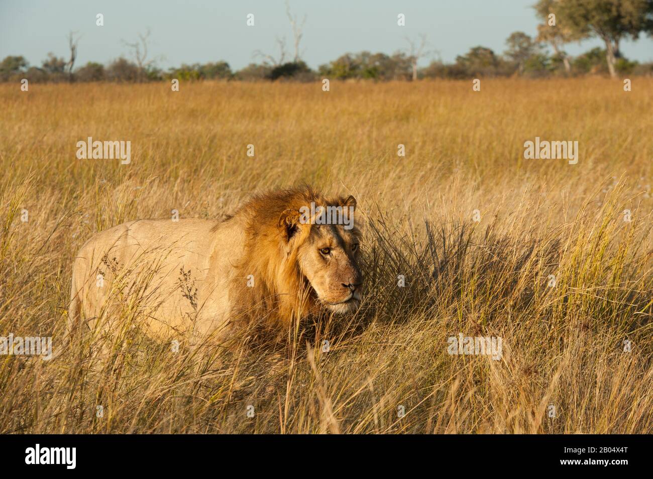 Male lion (Panthera leo) stalking through grass at the Linyanti Reserve near the Savuti Channel in northern part of Botswana. Stock Photo
