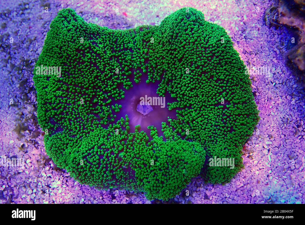 Green Carpet anemone - Stichodactyla haddoni Stock Photo