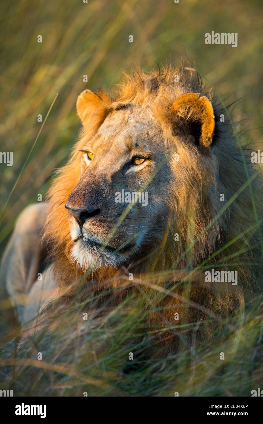 Male lion (Panthera leo) laying in grass at the Linyanti Reserve near the Savuti Channel in northern part of Botswana. Stock Photo