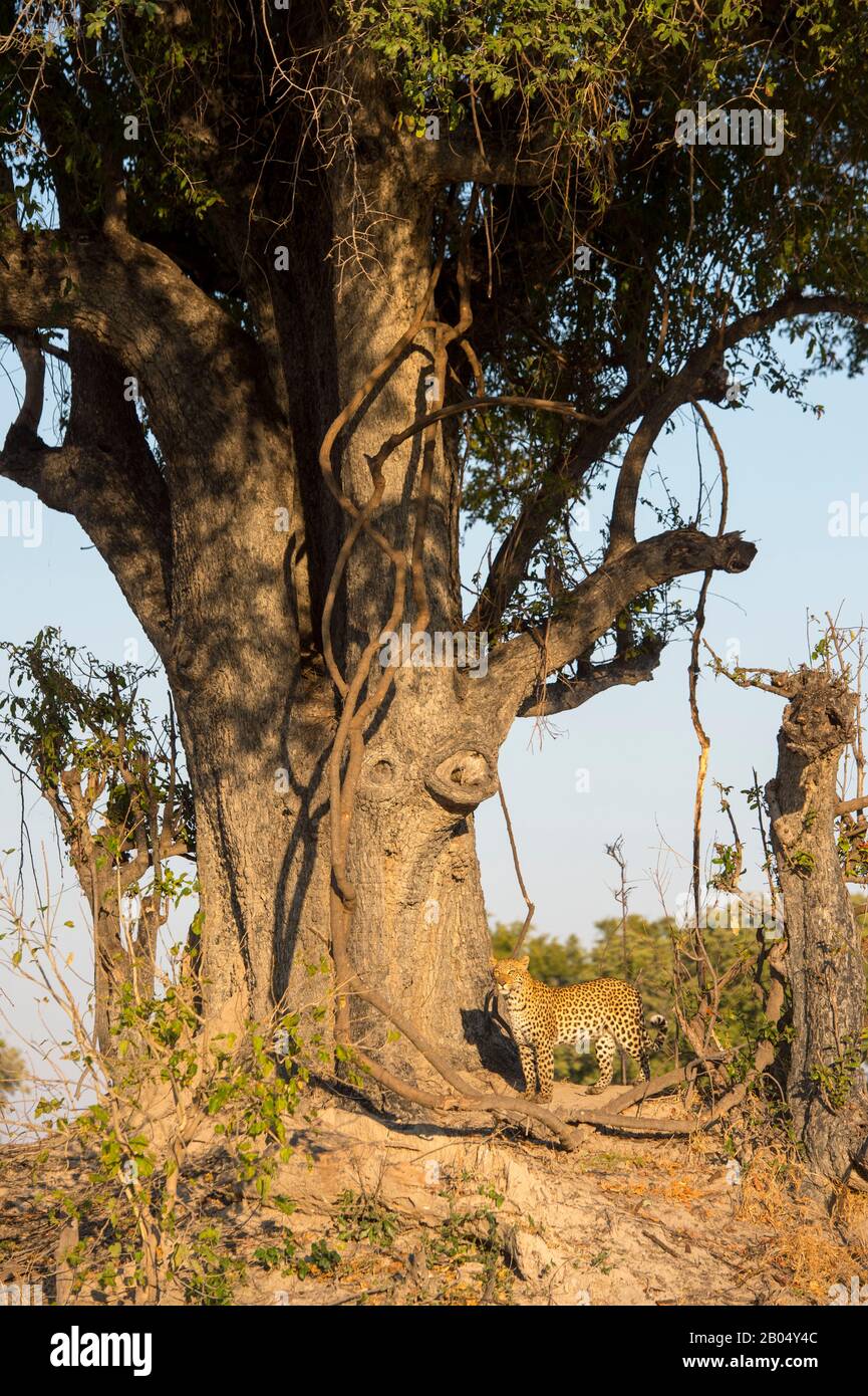 A leopard (Panthera pardus) is walking through bushes looking to hunt near the Vumbura Plains in the Okavango Delta in northern part of Botswana. Stock Photo