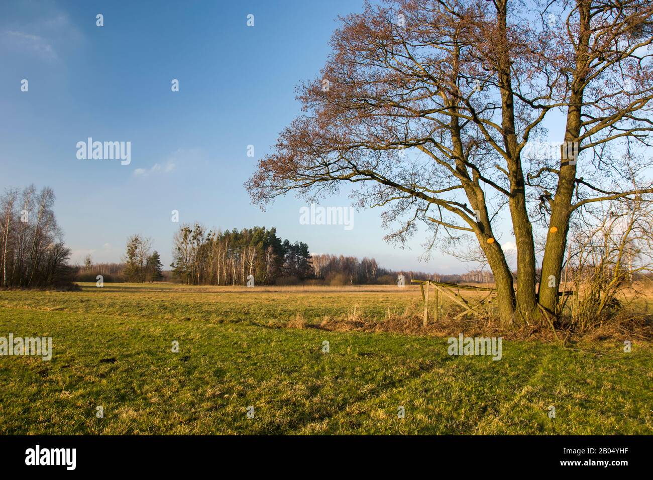 Leafless tree crown hi-res stock photography and images - Alamy