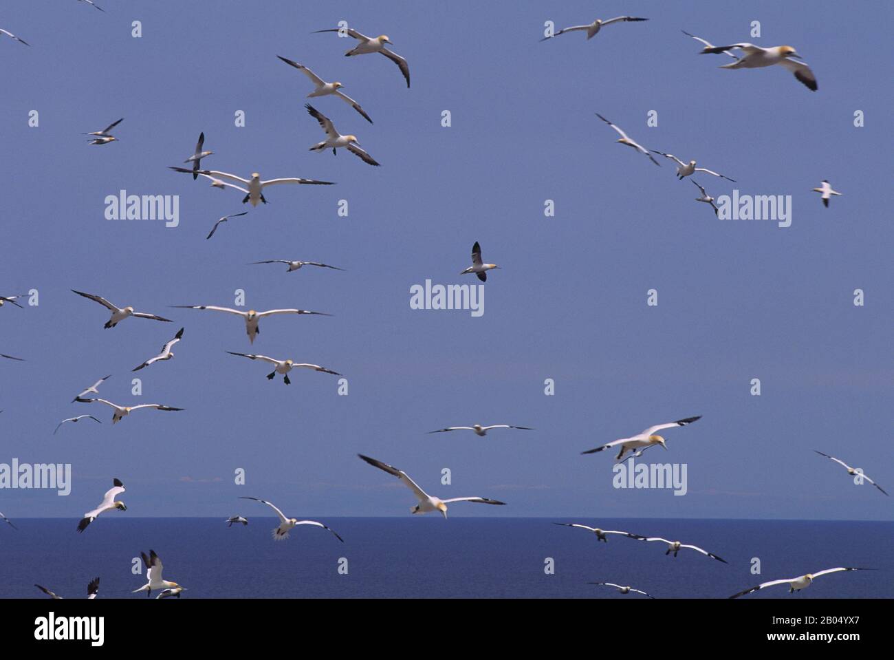 CANADA, QUEBEC, GASPE, BONAVENTURE ISLAND, GANNET COLONY, GANNETS FLYING OVER COLONY Stock Photo