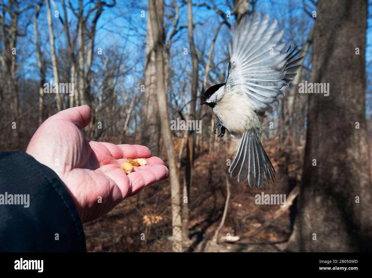 Black-capped chickadee feeding at person's hand Stock Photo