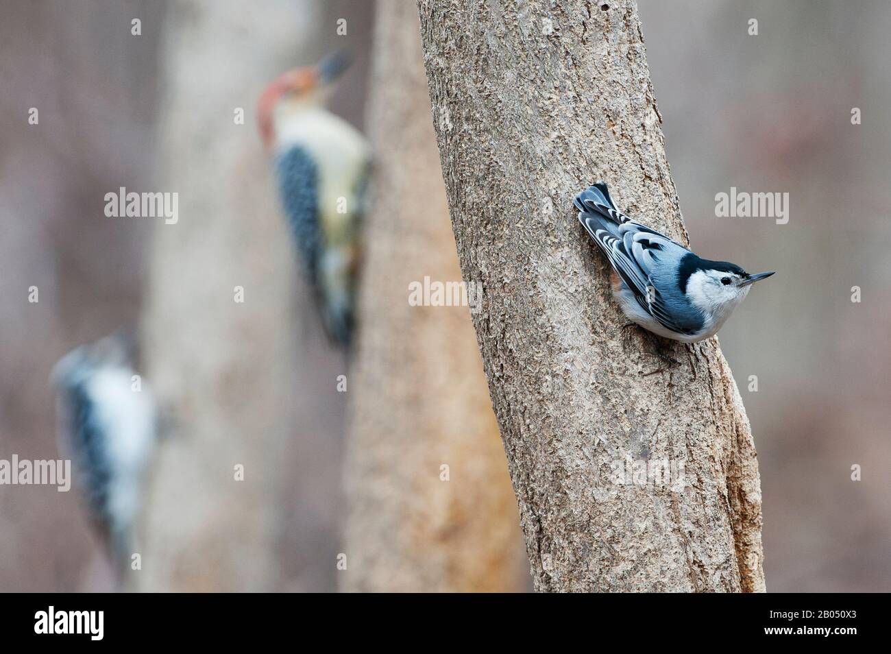 White nuthatch and several woodpeckers 'freeze' as a hawk is in the vicinity Stock Photo