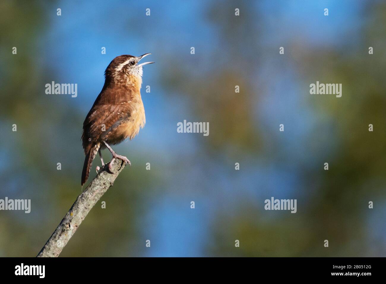 Carolina wren singing Stock Photo