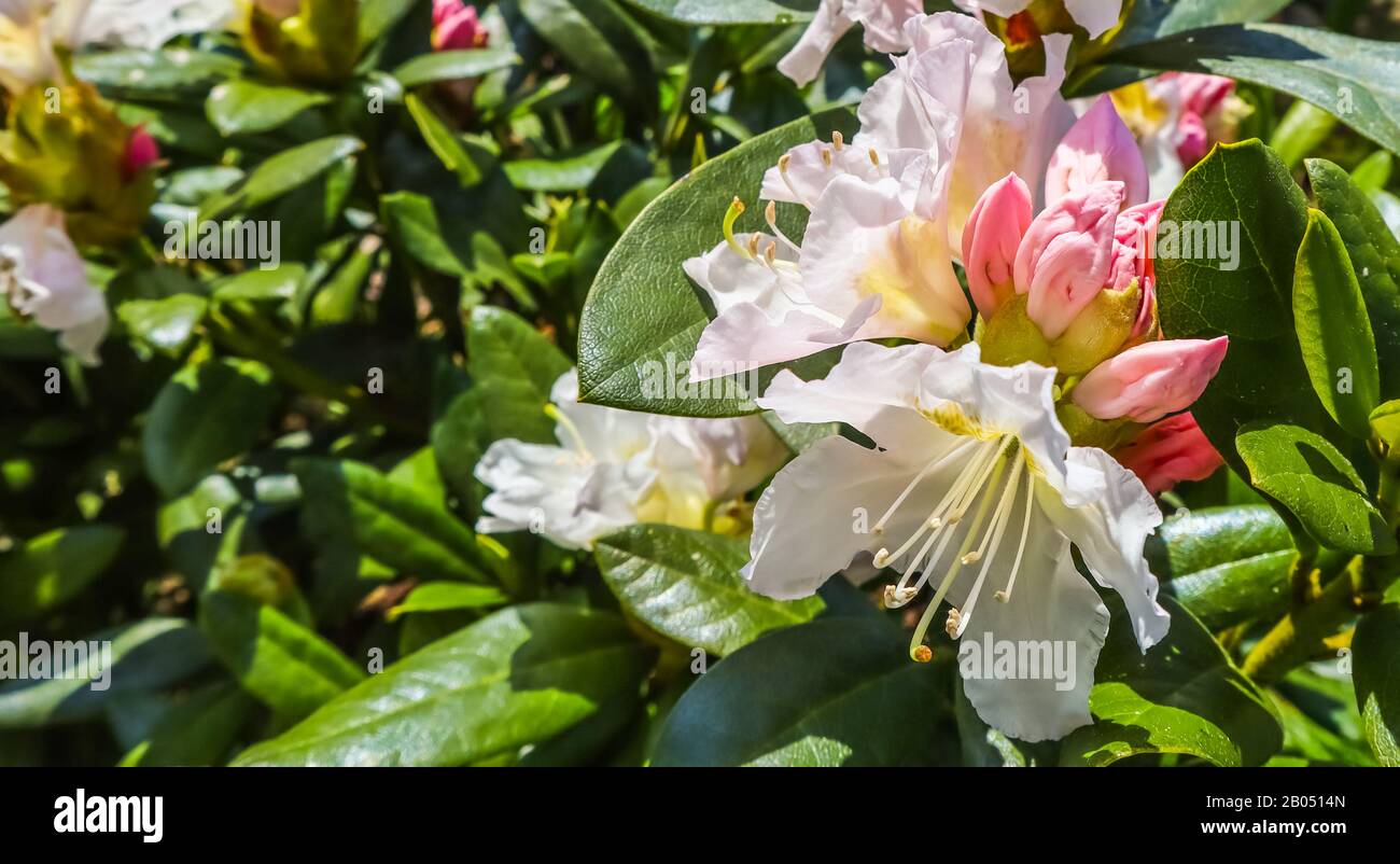 Opening of beautiful flower of Rhododendron 'Cunningham's White' in spring garden Stock Photo