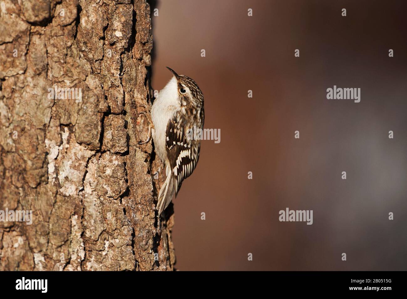 Brown creeper Stock Photo