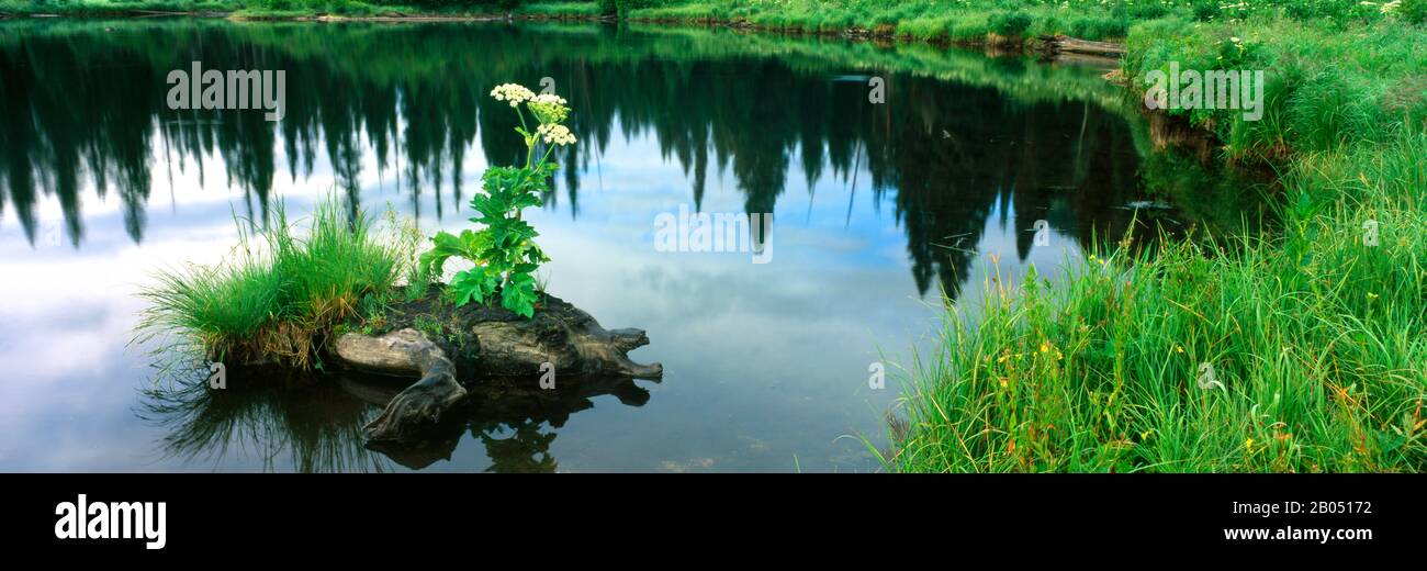 Cow Parsnip (Heracleum maximum) flowers in a pond, Moose Pond, Grand Teton National Park, Wyoming, USA Stock Photo