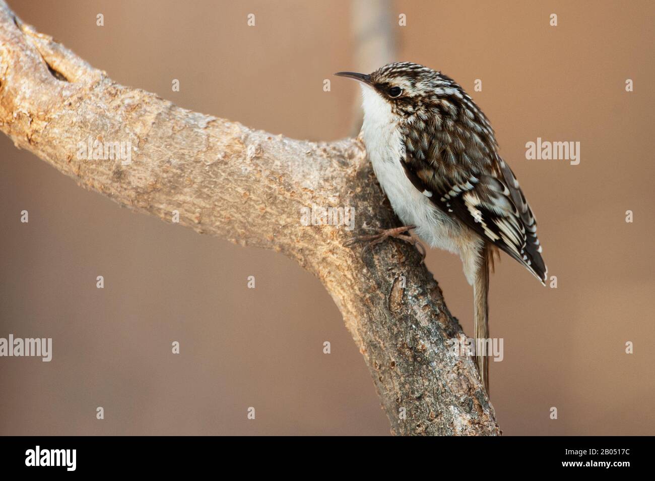 Brown creeper Stock Photo