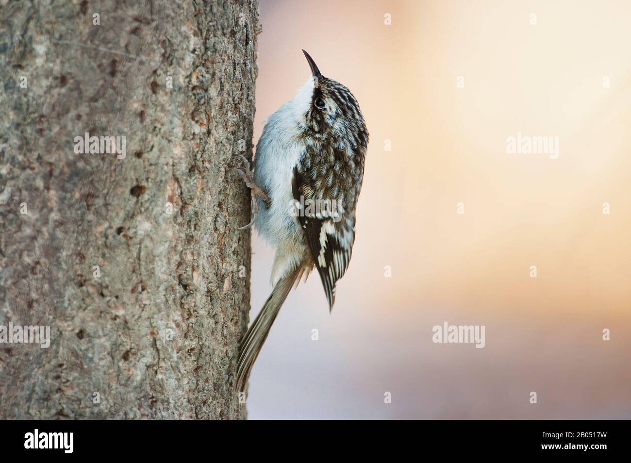 Brown creeper Stock Photo