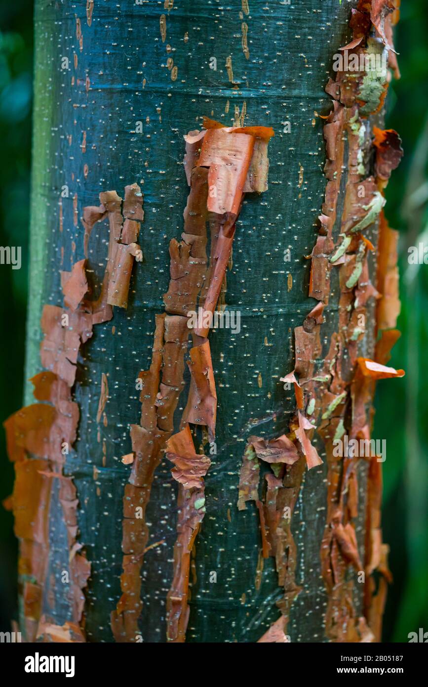 Papelillo tree, Palo blanco tree, Bursera simaruba, Majaguas hill, Pacific lookouts, Lo de Marcos village, Riviera Nayarit, Pacific Ocean, Nayarit Sta Stock Photo