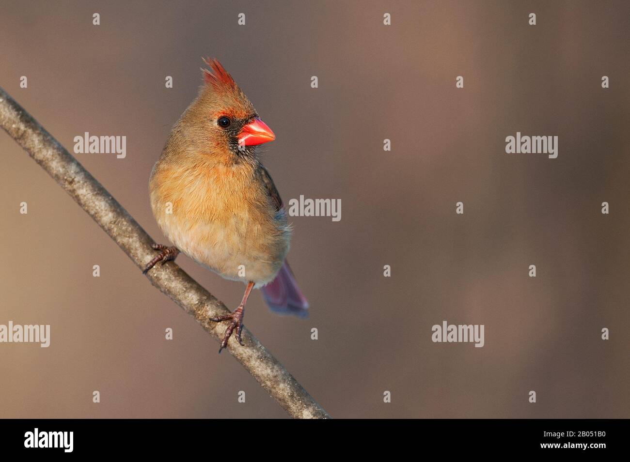 Female northern cardinal Stock Photo