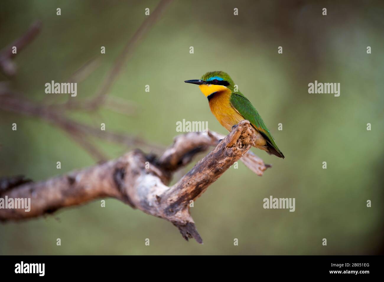 Cinnamon-chested bee-eater (Merops oreobates) sitting on a branch in Lake Manyara National Park, Tanzania. Stock Photo