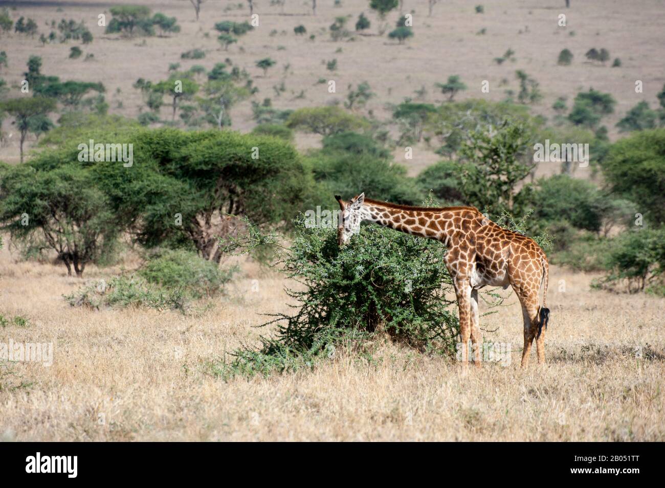 Masai giraffe (Giraffa camelopardalis tippelskirchi) feeding on acacia bush in Serengeti National Park in Tanzania Stock Photo