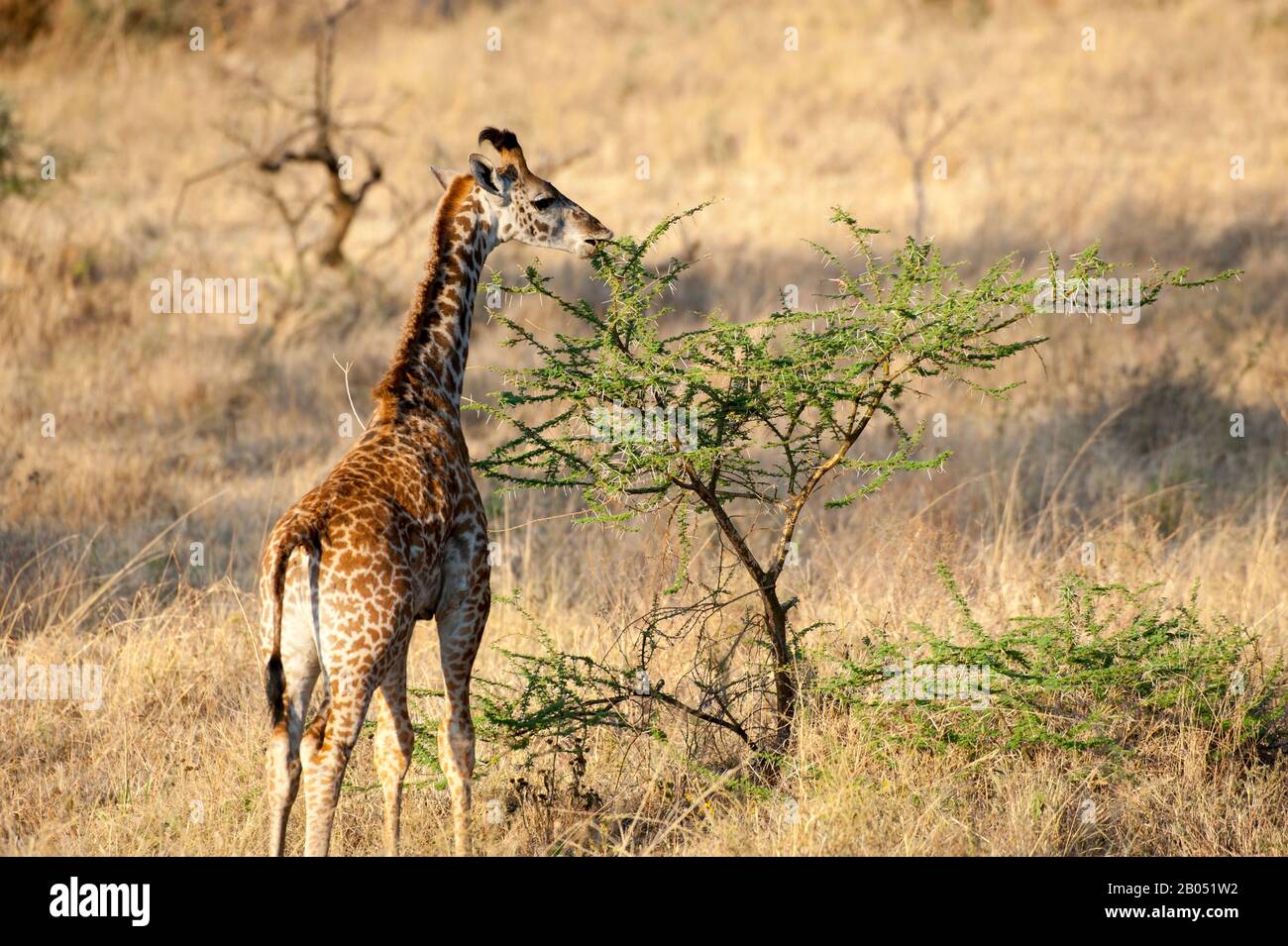 Young Masai giraffe (Giraffa camelopardalis tippelskirchi) feeding on acacia bush in Serengeti National Park in Tanzania Stock Photo