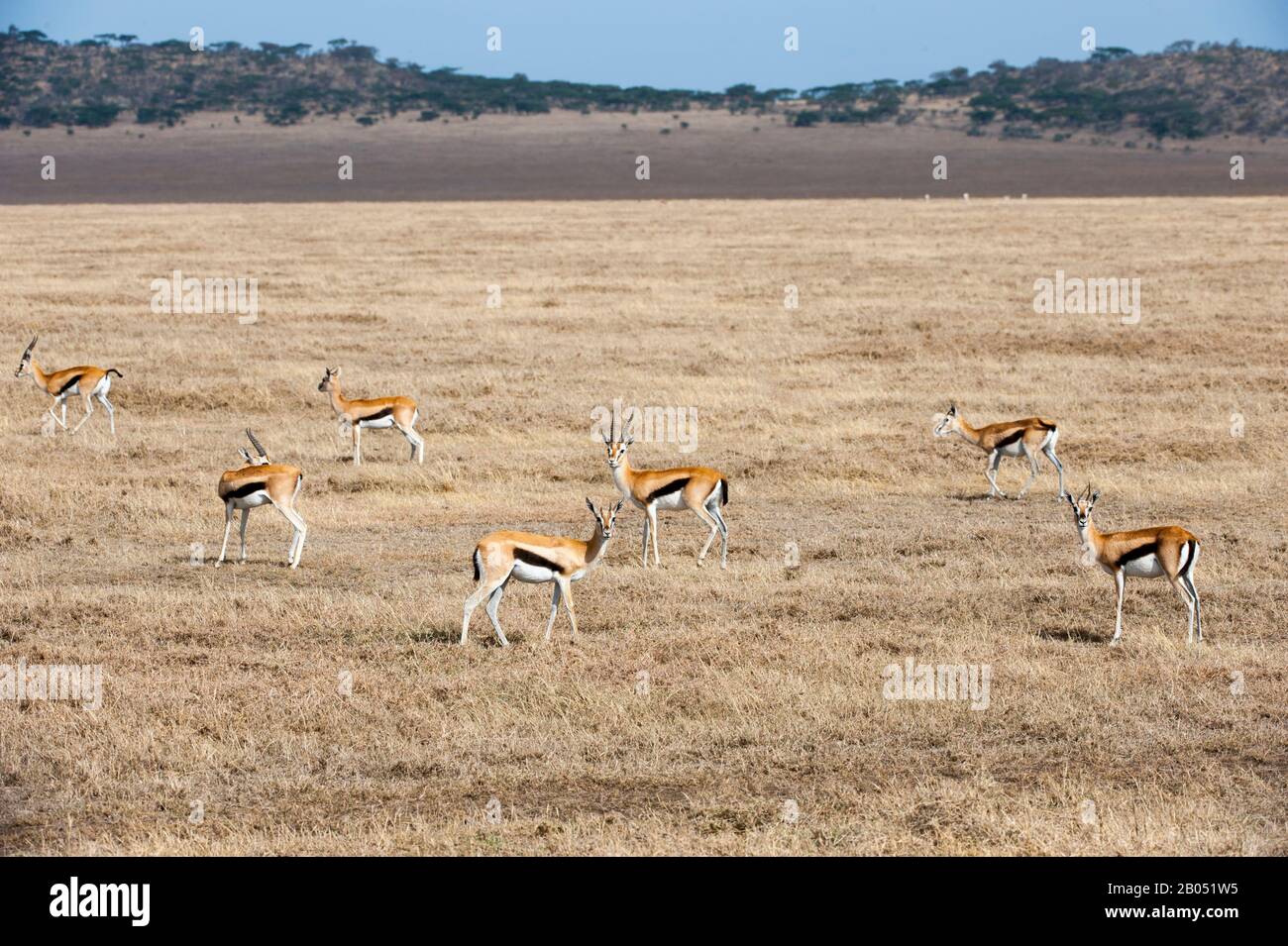 Herd of Thomson's gazelles (Eudorcas thomsonii) in Serengeti National ...