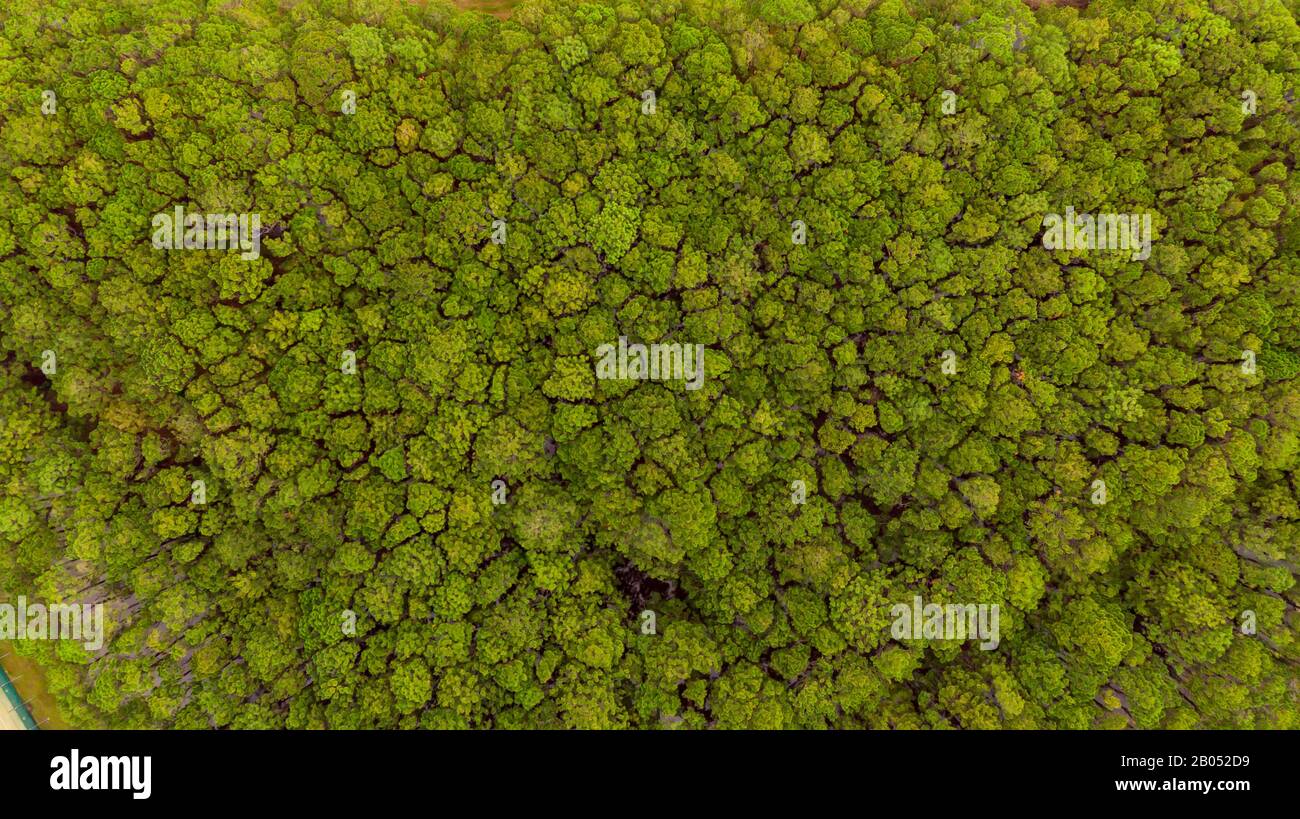 Drone top view of green pine trees nature background aerial view Stock Photo