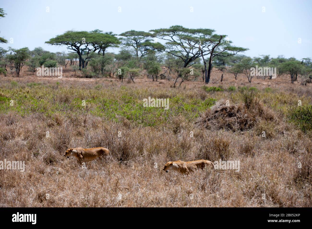 Lionesses (Panthera leo) stalking through grass towards prey in Serengeti National Park, Tanzania Stock Photo