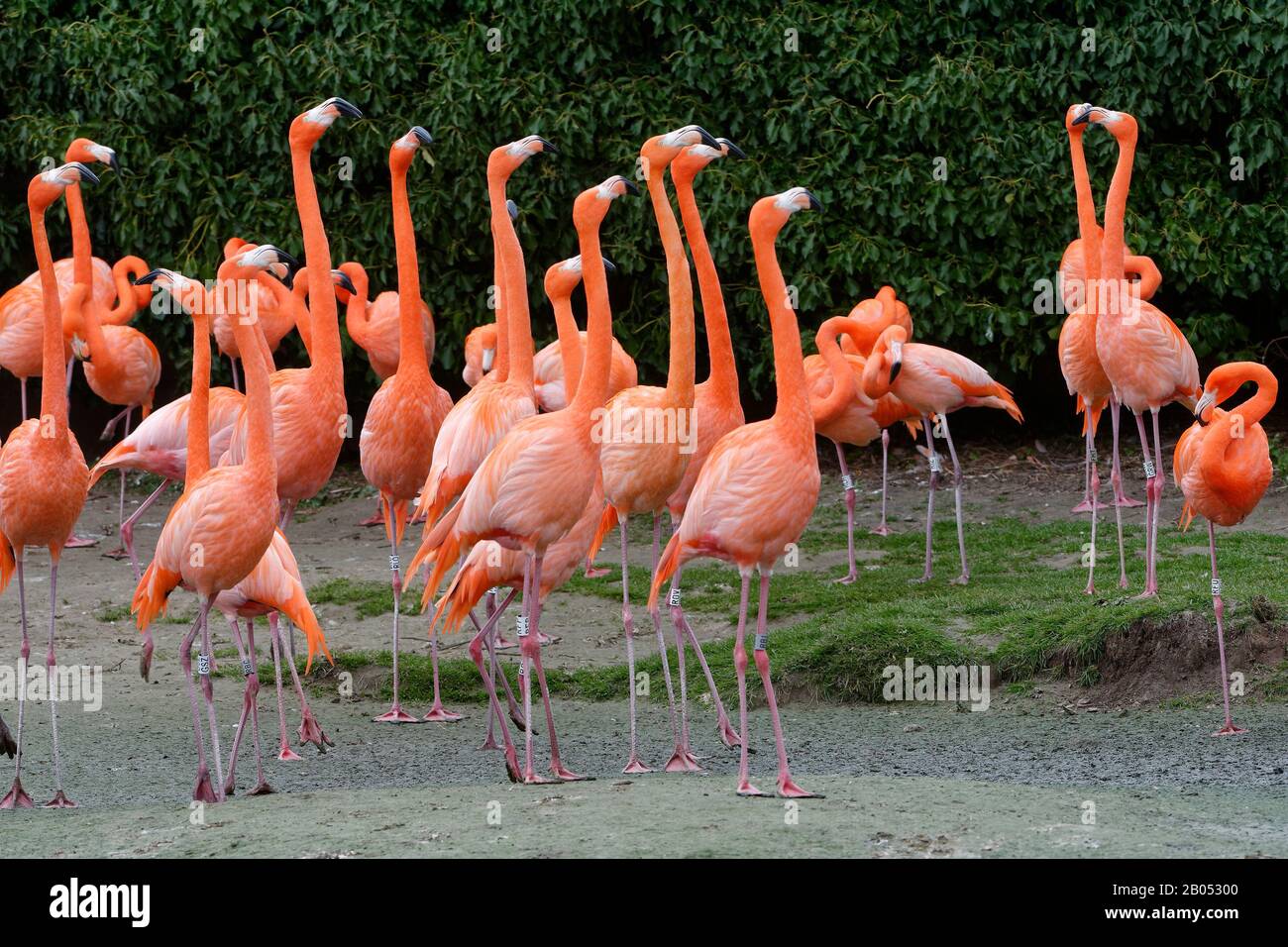 American or Caribbean Flamingo - Phoenicopterus ruber ruber Stock Photo