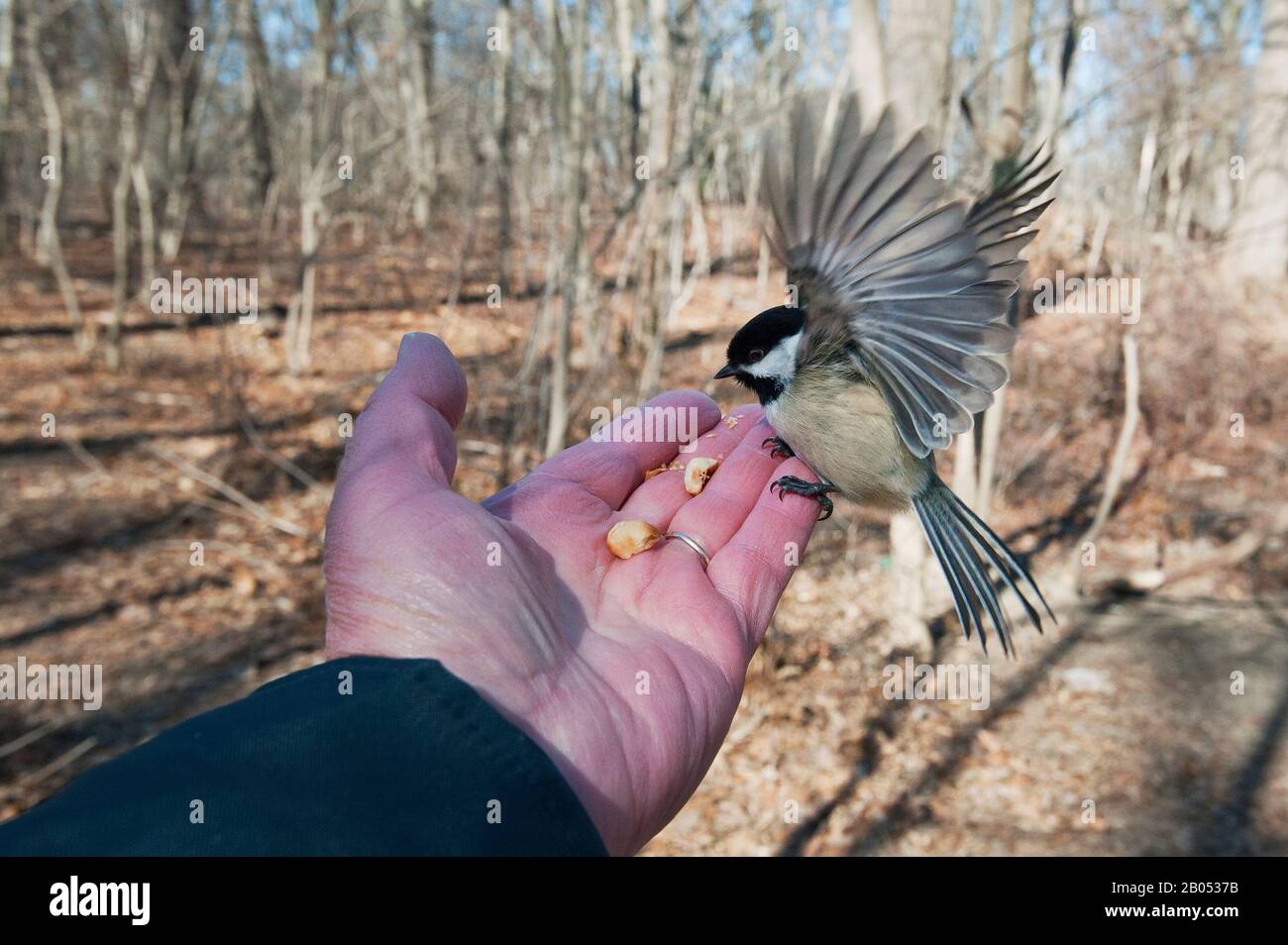 Black-capped chickadee feeding at person's hand Stock Photo