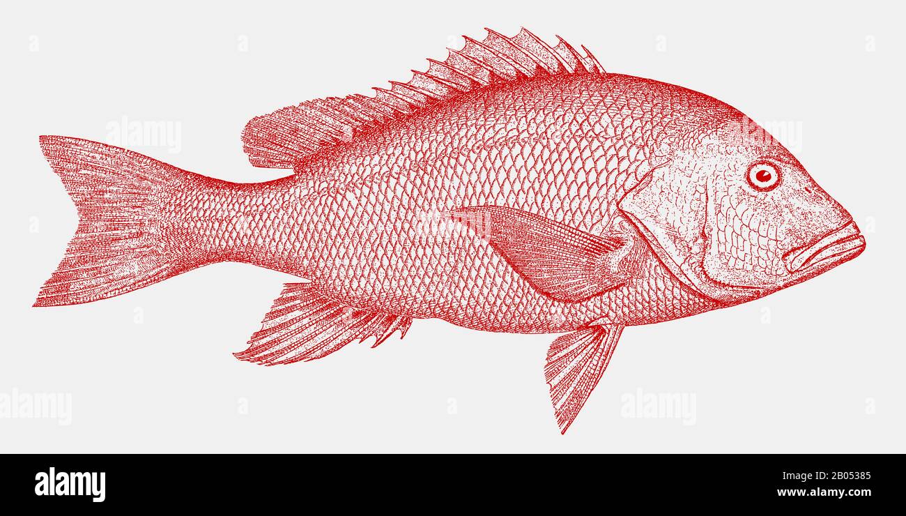 Threatened northern red snapper, lutjanus campechanus, a fish from the atlantic in side view Stock Vector