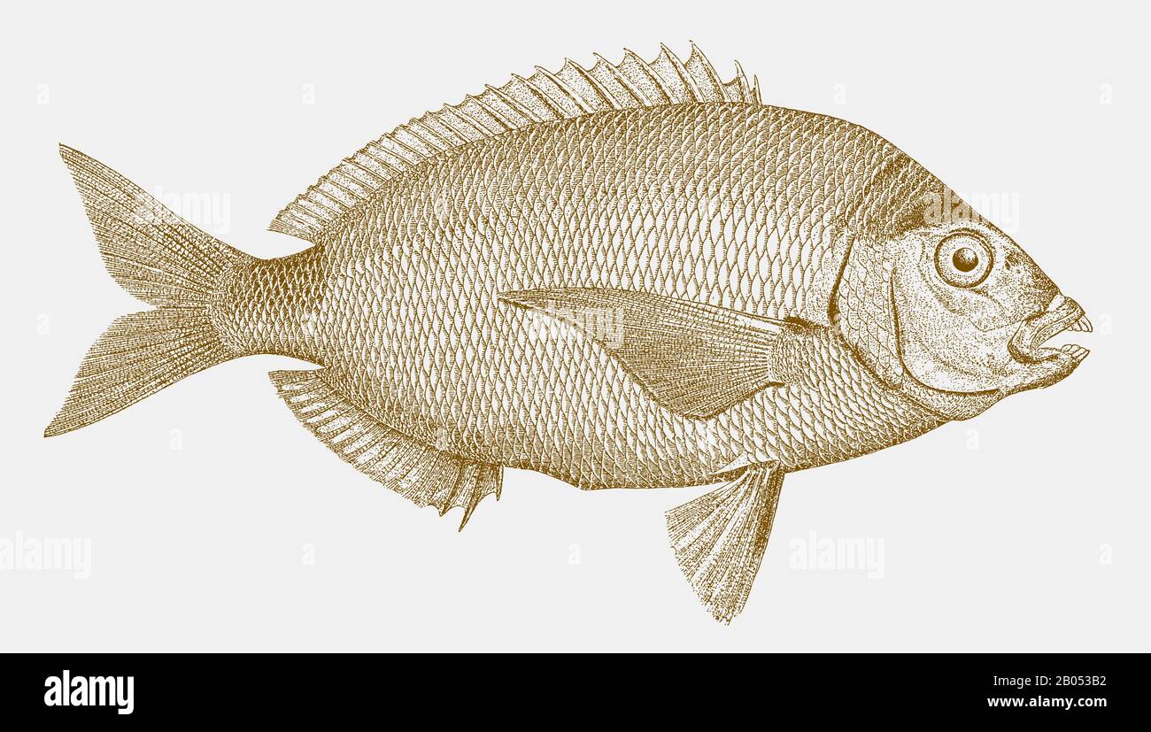 Spottail pinfish or seabream, diplodus holbrookii, a fish from the