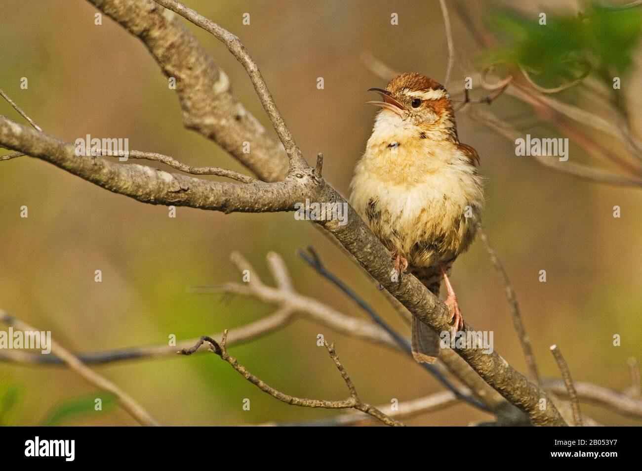 Carolina wren singing Stock Photo