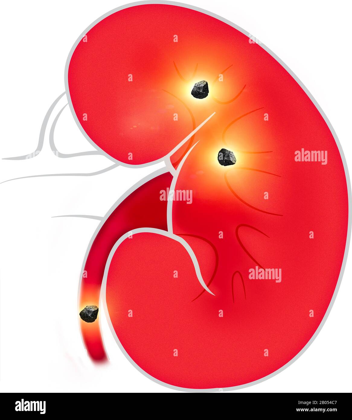 Organs of the renal system hires stock photography and images Alamy