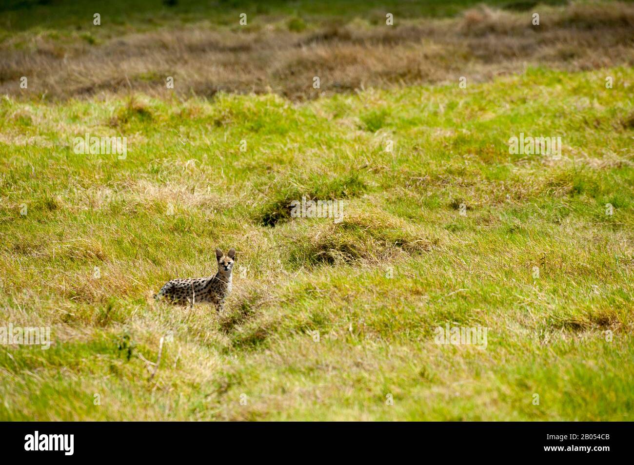 Serval cat (Leptailurus serval) hunting in grass for small animals in Amboseli National Park in Kenya Stock Photo