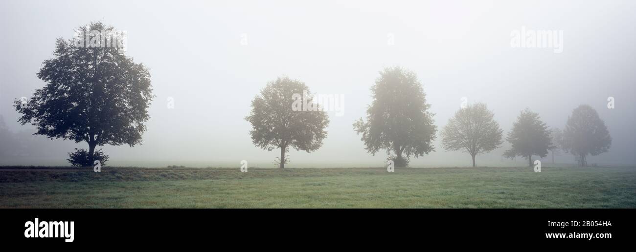 Fog covered trees in a field, Baden-Wurttemberg, Germany Stock Photo