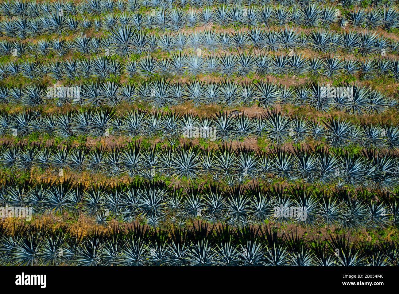 Blue agave, tequila agave, Agave tequilana, Tepic, Riviera Nayarit, Nayarit state, Mexico, Central America, America Stock Photo