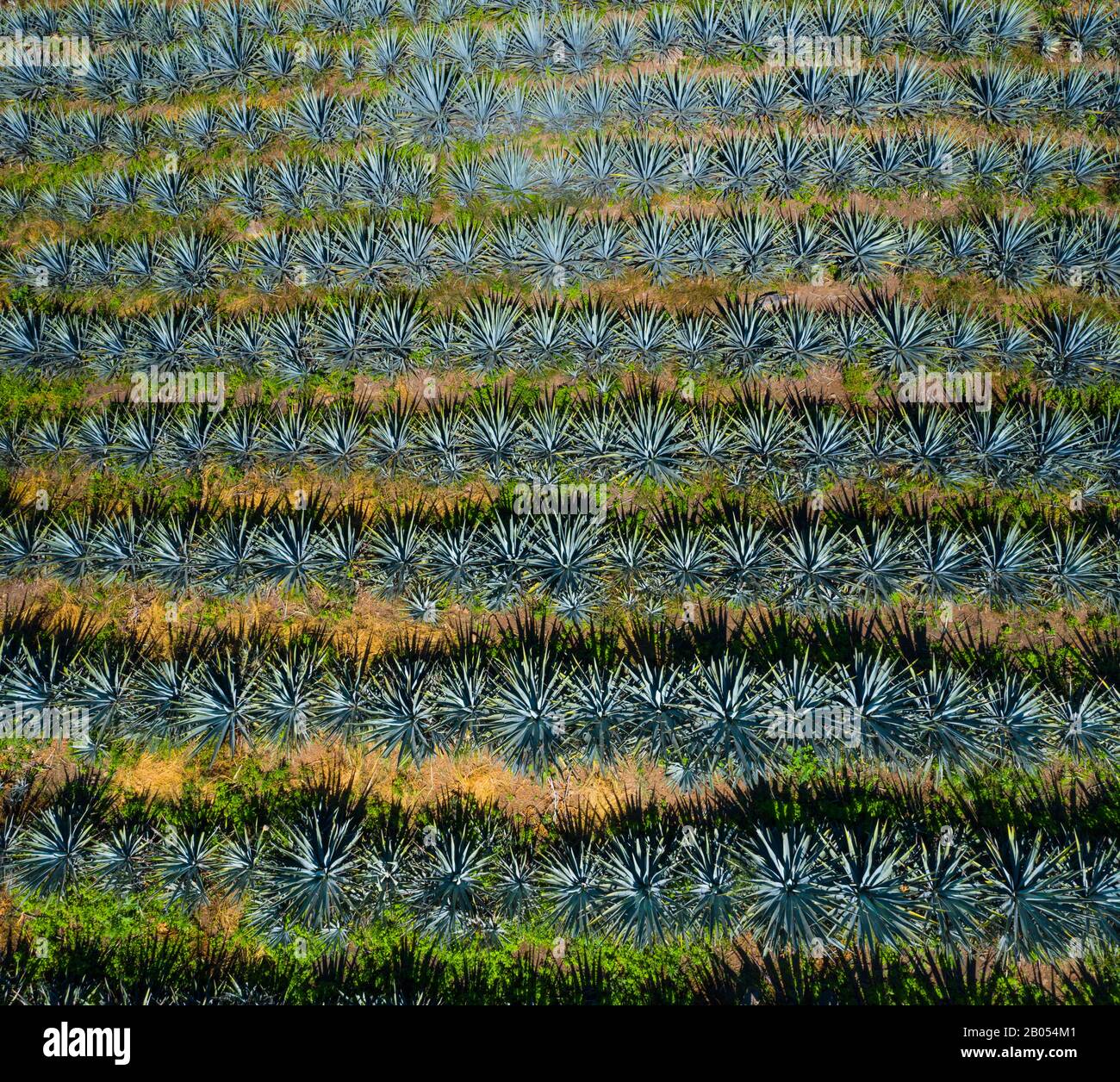 Blue agave, tequila agave, Agave tequilana, Tepic, Riviera Nayarit, Nayarit state, Mexico, Central America, America Stock Photo