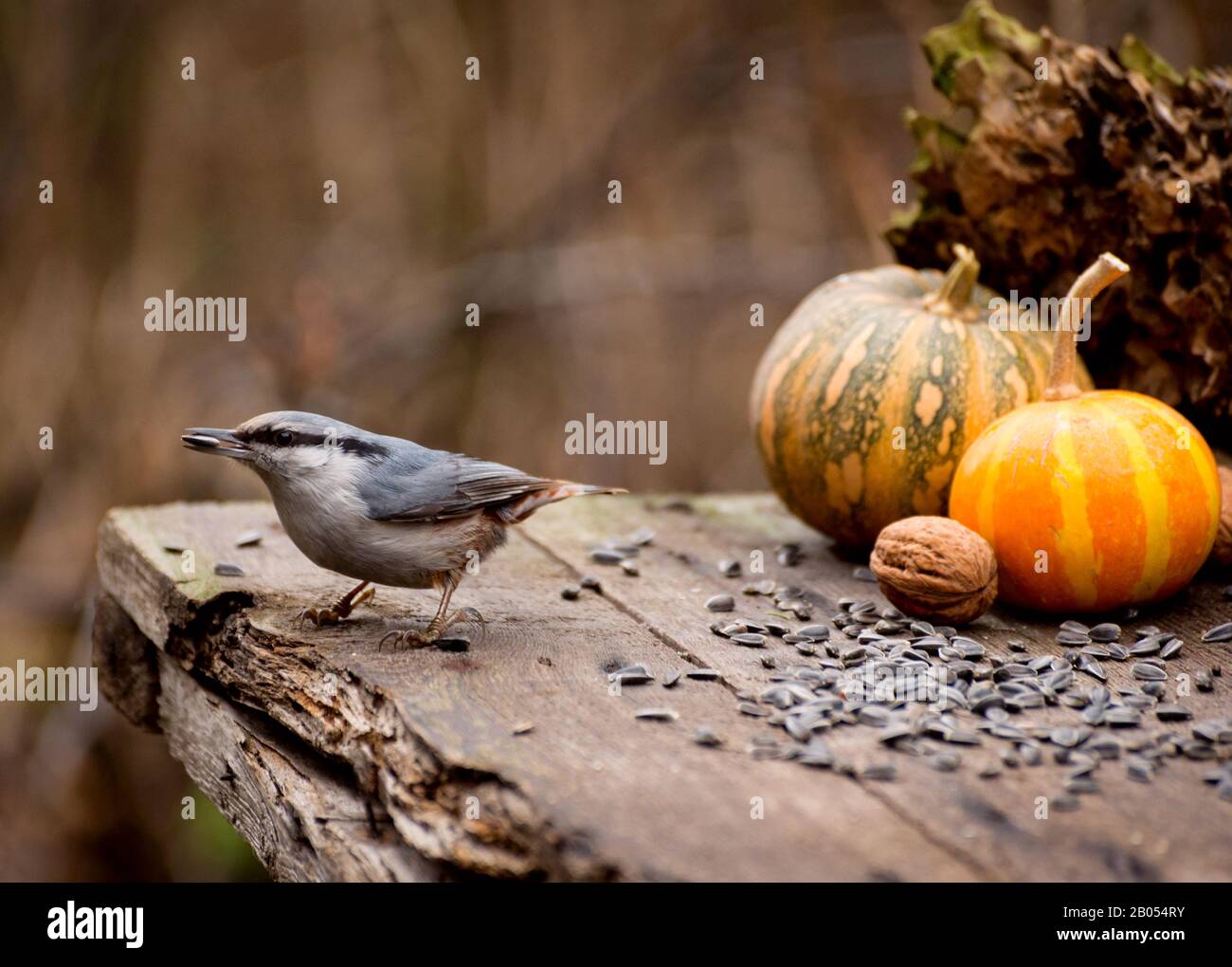Eurasian nuthatch eating sunflower seeds from an old wooden table in